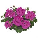 Bild von Geranium Hang P12 Double Moonflair Amethyst